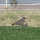 Long Billed Curlew