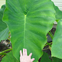 Elephant-ear