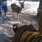 Tiger & Antelope