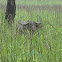 Wild Buffalo