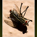 Flesh-fly