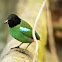 Hooded Pitta