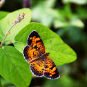 Pearl Crescent