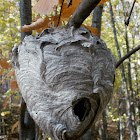 Bald-faced Hornet's Nest