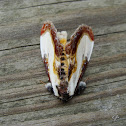 Unknown spotting