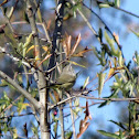 Orange-crowned Warbler