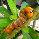 Oleander Hawk Female.