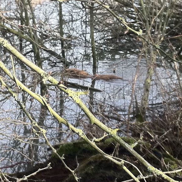 Spotting Image 1