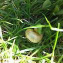 Snail