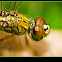 CLUBTAIL DRAGONFLIES