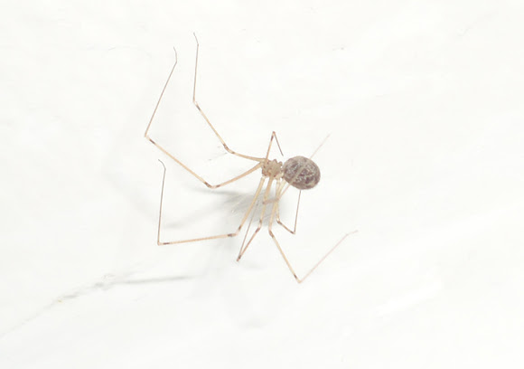 Spotting Image 1