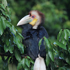 Wreathed Hornbill