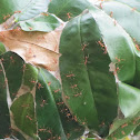 Weaver Ant