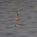 Lesser Nighthawk