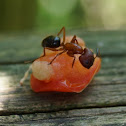 Fire Ant