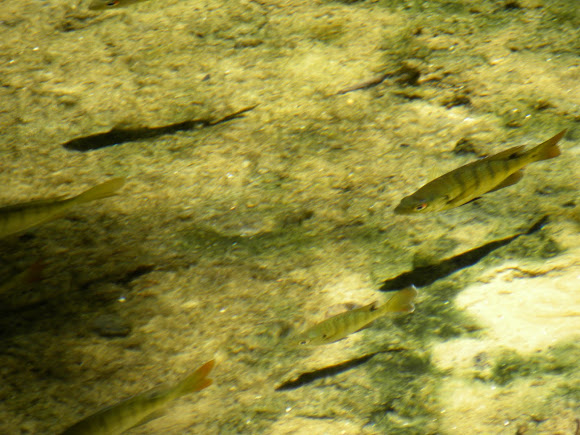 Spotting Image 1