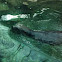 Sea Otter