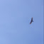 Turkey Vulture