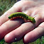 white-lined sphinx moth caterpillar