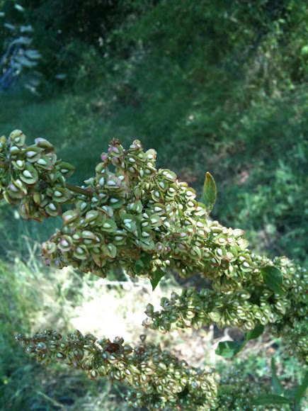 Spotting Image 1