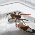 Wolf Spider