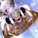 Mayfly nymph