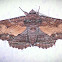 Zale Moth