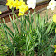 daffodil