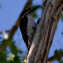 Hairy Woodpecker