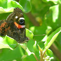 Red Admiral butterfly