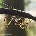 Pear Shaped leaucauge spider