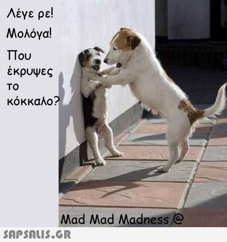 Λέγε ρε! Μολόγα! Που εκρυψες TO κόκκαλο? Mad Mad Madness @ 