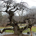 Camperdown Elm