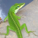 Green anole
