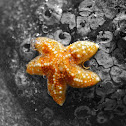 Mottled star