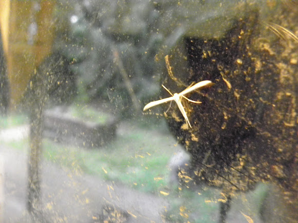 Spotting Image 1