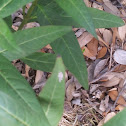Monarch  butterfly eggs