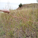 Engelman's Milkweed