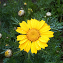 חרצית עטורה Chrysanthema