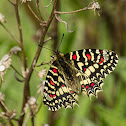 Spanish Festoon