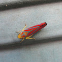 Red-banded leafhopper