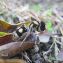 Tiger Ant