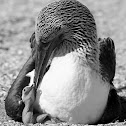 Blue footed Boobie