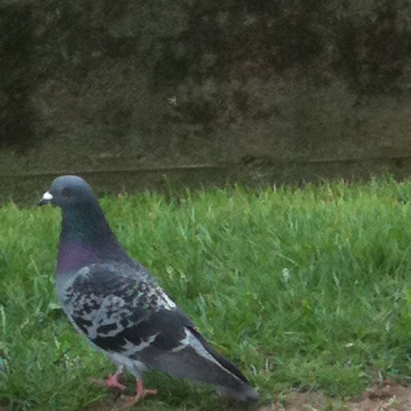 Spotting Image 1