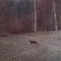 Unnamed spotting