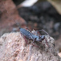 whip scorpion