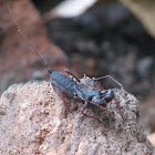 whip scorpion