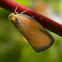 Flatid planthopper