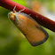 Flatid planthopper