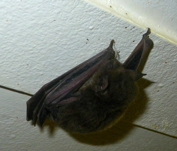 Vesper bat Project Noah